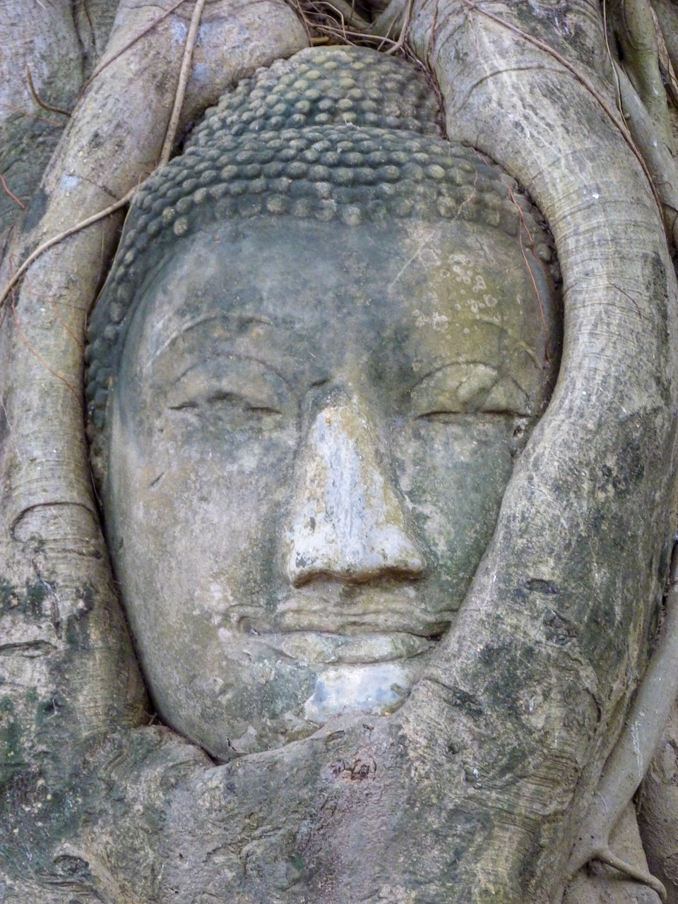 Buddha-Kopf in Baumwurzeln in Ayutthaya