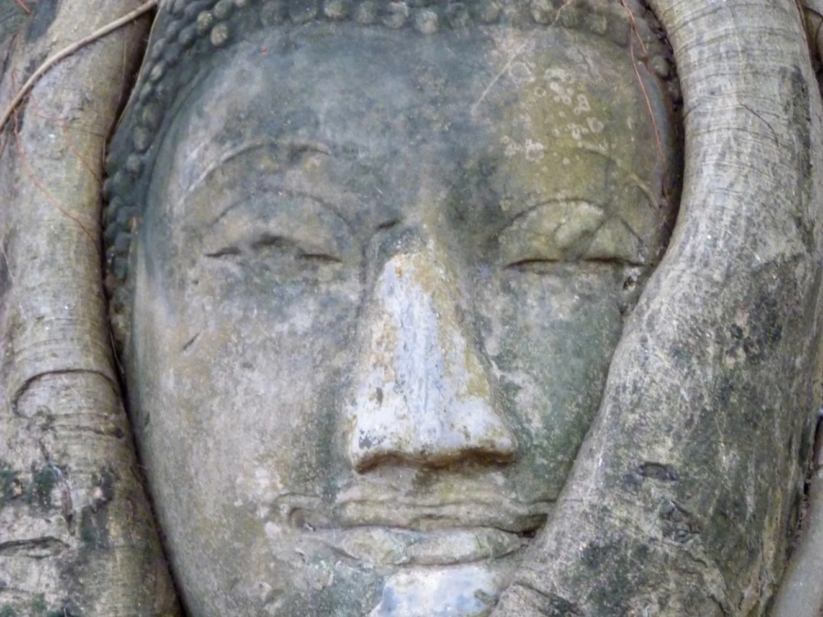 In Baumwurzeln eingewachsener Buddha-Kopf im Wat Mahathat in Ayutthaya